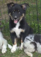 Remi, a male Border Collie for sale in Telford, PA – 4 of 4