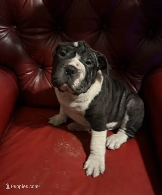 Dozer  – English Bulldog, Chinese Shar-Pei puppy for sale in Telford, PA