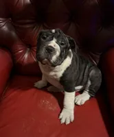 Dozer , a male English Bulldog and Chinese Shar-Pei for sale in Telford, PA – 1 of 2