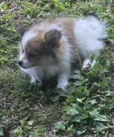 Max , a male Pomeranian for sale in Telford, PA – 3 of 5