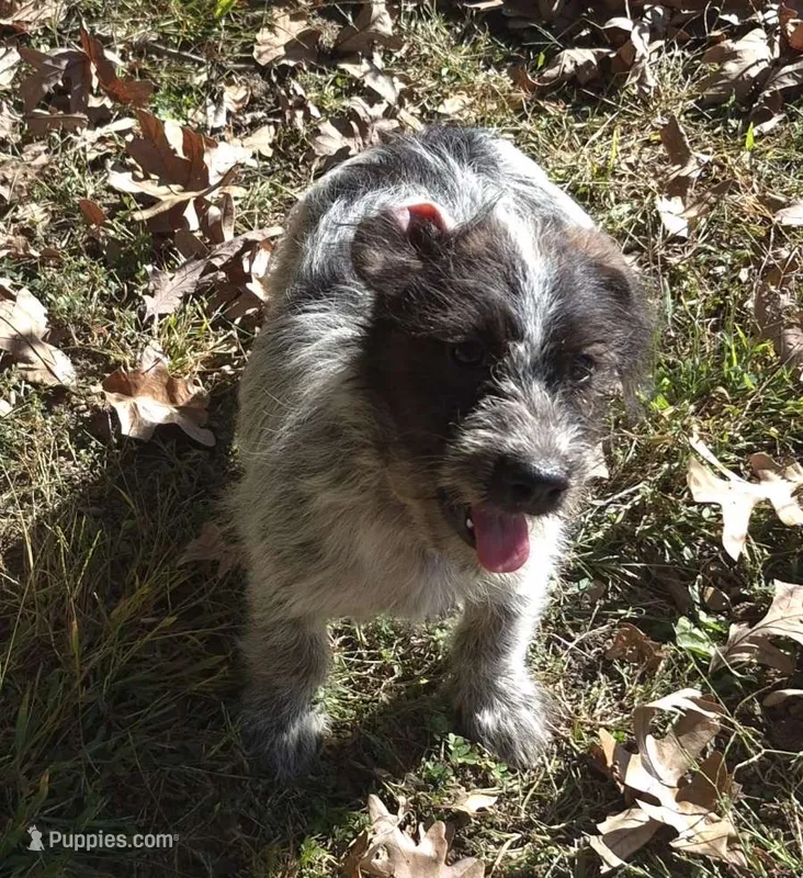 Oreo  – Miniature Aussiedoodle puppy for sale in Telford, PA