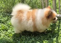 Max , a male Pomeranian for sale in Telford, PA – 2 of 5