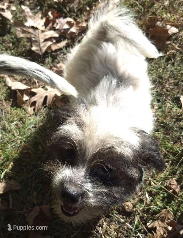 Sandy  – Miniature Aussiedoodle puppy for sale in Telford, PA