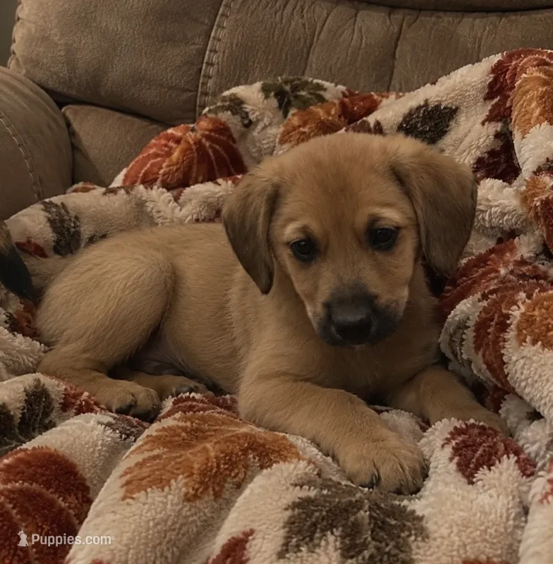Yoda – Beagle, Dachshund puppy for sale in Telford, PA