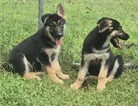Star , a female German Shepherd Dog for sale in Telford, PA – 2 of 4