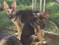 Zoey , a female German Shepherd Dog for sale in Telford, PA – 3 of 4