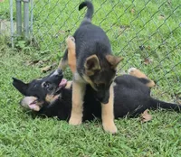 Ben , a male German Shepherd Dog and Siberian Husky for sale in Telford, PA – 5 of 7