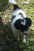 Rosie , a female Miniature Aussiedoodle for sale in Telford, PA – 3 of 7