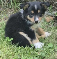Dani , a male Shetland Sheepdog for sale in Telford, PA – 3 of 4