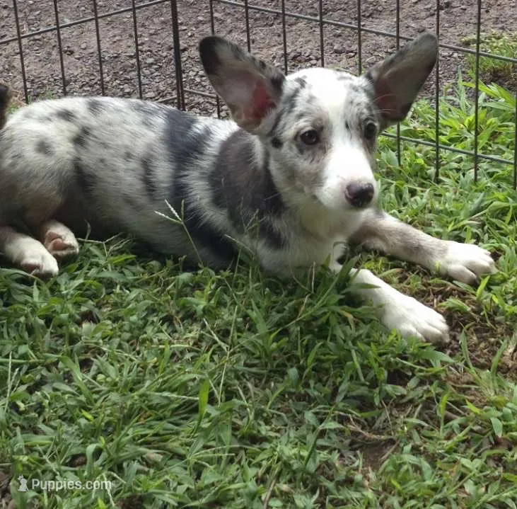 Miley  – Pembroke Welsh Corgi, Miniature Australian Shepherd puppy for sale in Telford, PA