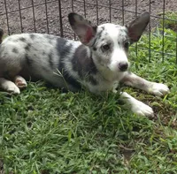 Miley , a female Pembroke Welsh Corgi and Miniature Australian Shepherd for sale in Telford, PA – 1 of 2