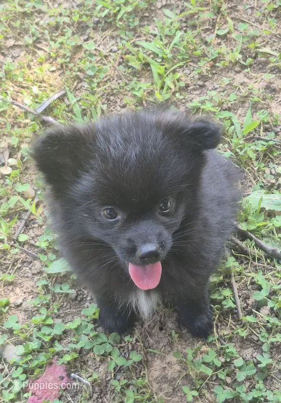 Blitz  – Pomeranian puppy for sale in Telford, PA