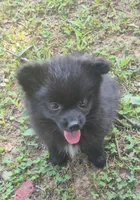 Blitz , a male Pomeranian for sale in Telford, PA – 1 of 4