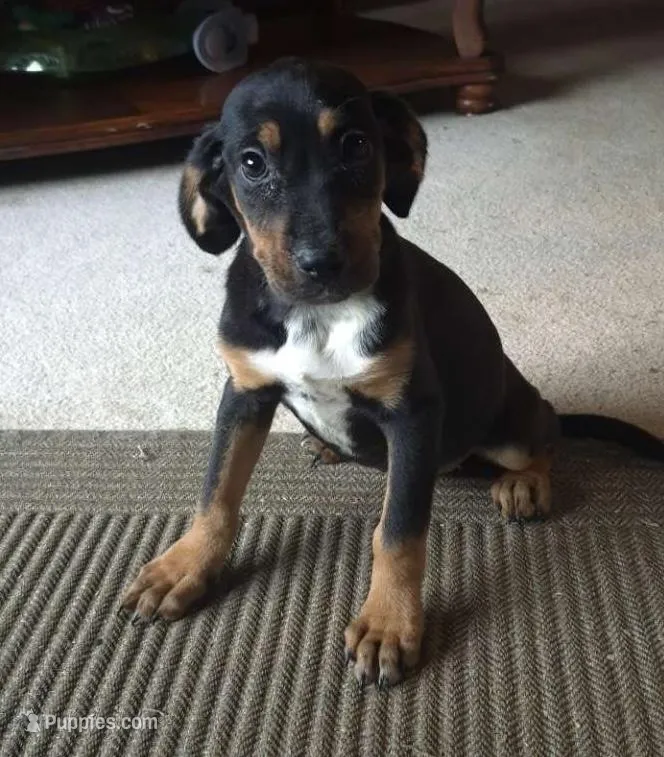 Ali  – Boxer, Bloodhound puppy for sale in Telford, PA