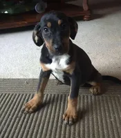 Ali , a female Boxer and Bloodhound for sale in Telford, PA – Photo 1 of 5