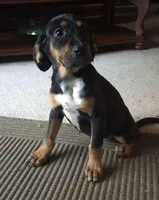 Ali , a female Boxer and Bloodhound for sale in Telford, PA – Photo 4 of 5