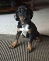 Ali , a female Boxer and Bloodhound for sale in Telford, PA – Photo 3 of 5