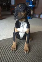 Ali , a female Boxer and Bloodhound for sale in Telford, PA – Photo 5 of 5