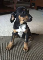 Ali , a female Boxer and Bloodhound for sale in Telford, PA – Photo 2 of 5