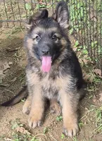 Bailey , a female German Shepherd Dog for sale in Telford, PA – 2 of 6