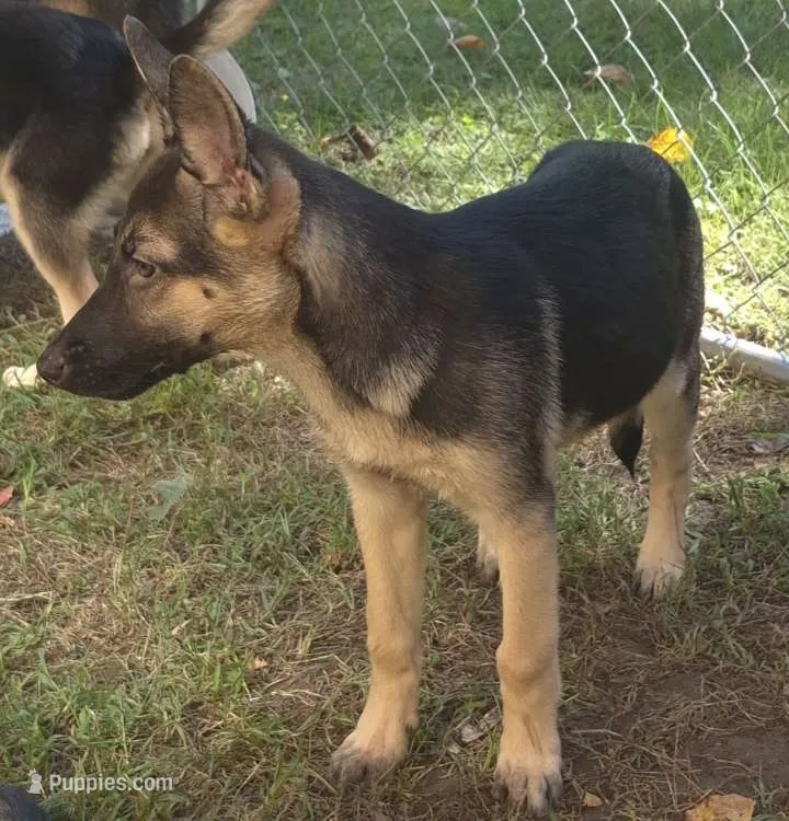 Miley  – German Shepherd Dog puppy for sale in Telford, PA