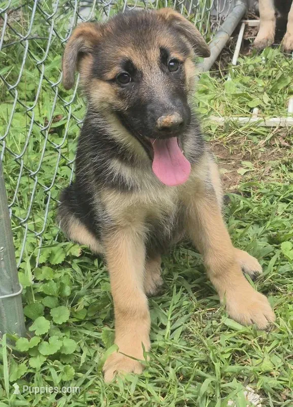 Star  – German Shepherd Dog puppy for sale in Telford, PA