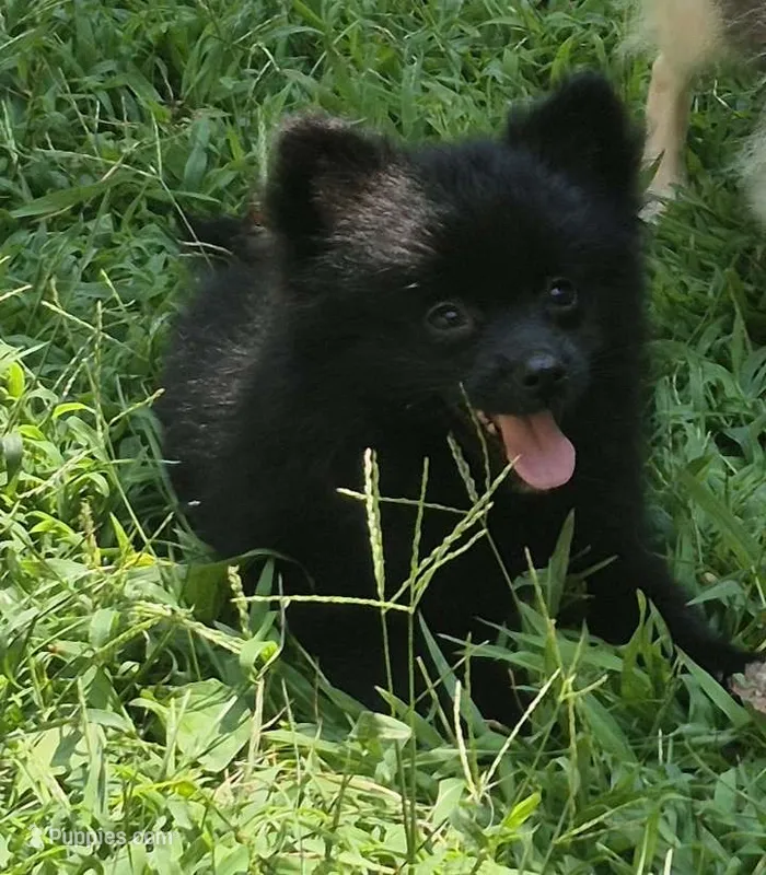 Oshi  – Pomeranian puppy for sale in Telford, PA