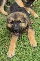 Oscar , a female German Shepherd Dog for sale in Telford, PA – 3 of 6