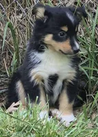 Shadow , a male Shetland Sheepdog for sale in Telford, PA – 1 of 2