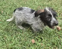 Benny , a male Miniature Aussiedoodle for sale in Telford, PA – 4 of 5
