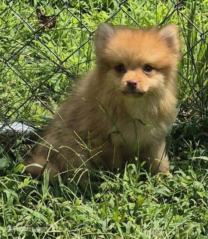 Buster  – Pomeranian puppy for sale in Telford, PA