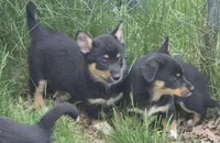 Bailey , a female Cardigan Welsh Corgi and Pembroke Welsh Corgi for sale in Telford, PA – Photo 4 of 4