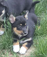 Bailey , a female Cardigan Welsh Corgi and Pembroke Welsh Corgi for sale in Telford, PA – Photo 2 of 4