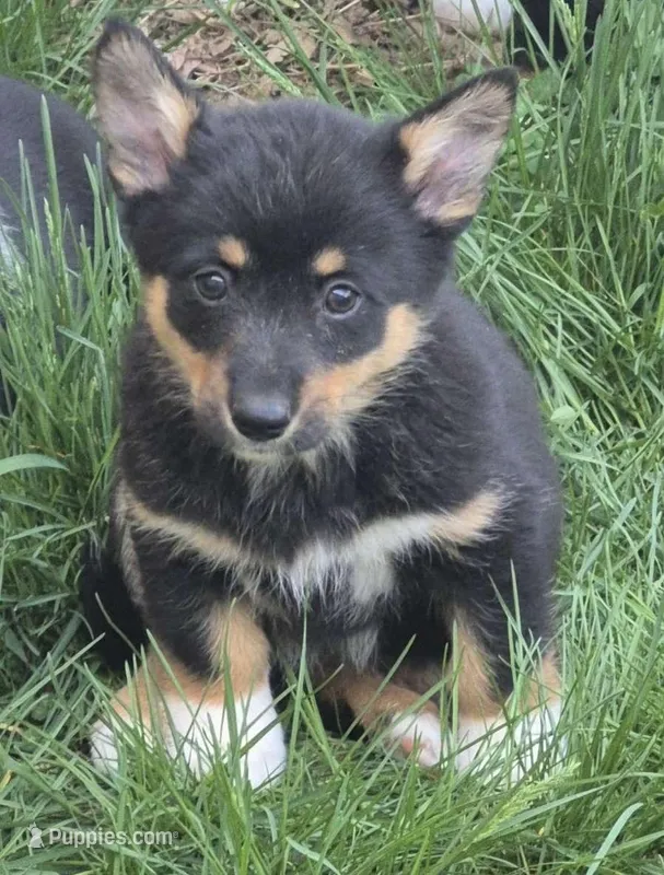 Bailey  – Cardigan Welsh Corgi, Pembroke Welsh Corgi puppy for sale in Telford, PA
