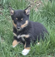 Bailey , a female Cardigan Welsh Corgi and Pembroke Welsh Corgi for sale in Telford, PA – Photo 3 of 4