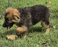 Sasha , a female German Shepherd Dog for sale in Telford, PA – 3 of 4