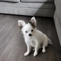 Milo , a male Chihuahua for sale in Telford, PA – 2 of 2