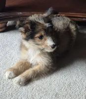 Bailey , a female Shetland Sheepdog and Poodle - Miniature  for sale in Telford, PA – 2 of 3