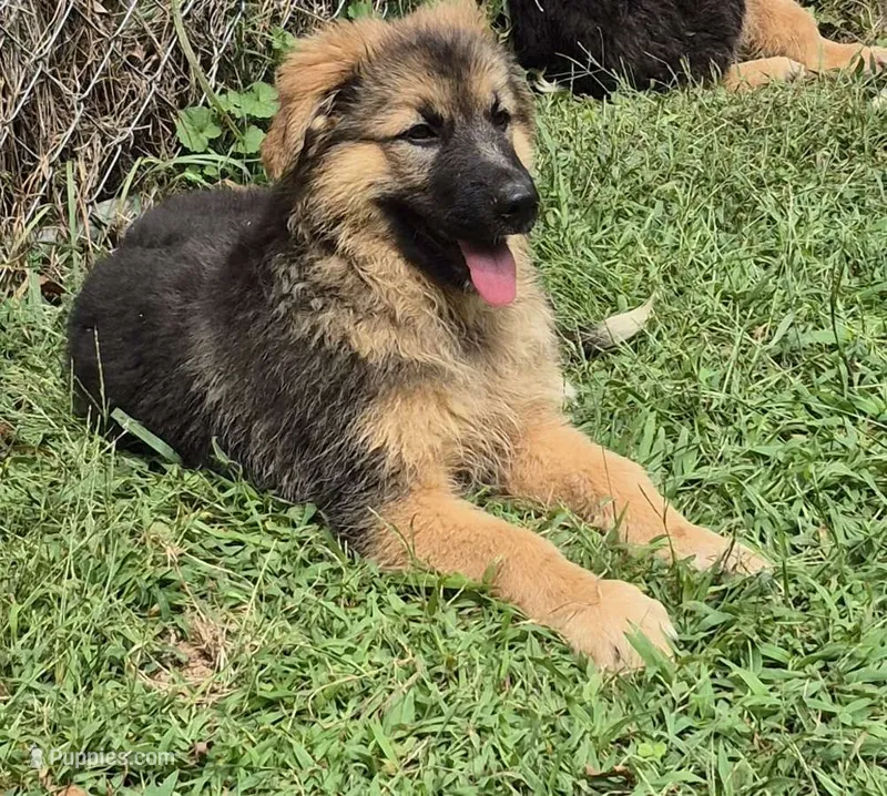 Sasha  – German Shepherd Dog puppy for sale in Telford, PA