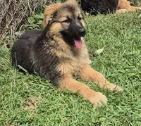 Sasha , a female German Shepherd Dog for sale in Telford, PA – 1 of 4
