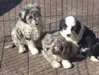 Elsa , a male Miniature Bernedoodle for sale in Telford, PA – Photo 5 of 6