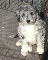 Elsa , a male Miniature Bernedoodle for sale in Telford, PA – Photo 2 of 6