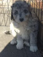 Elsa , a male Miniature Bernedoodle for sale in Telford, PA – Photo 1 of 6