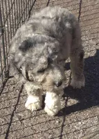 Elsa , a male Miniature Bernedoodle for sale in Telford, PA – Photo 3 of 6