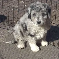 Elsa , a male Miniature Bernedoodle for sale in Telford, PA – Photo 4 of 6