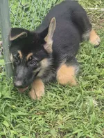 Lilly , a female German Shepherd Dog for sale in Telford, PA – 4 of 4