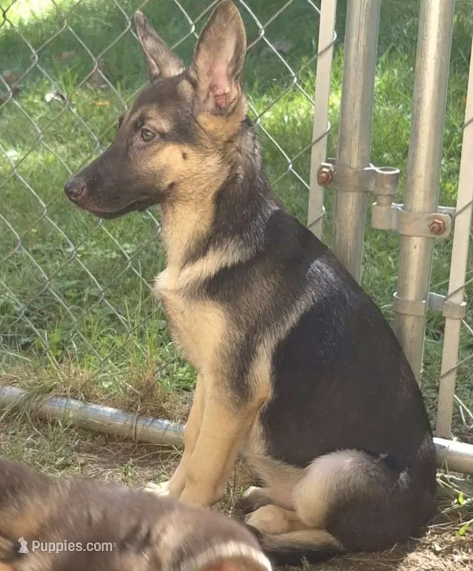 Zoey  – German Shepherd Dog puppy for sale in Telford, PA