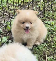 Molly , a female Pomeranian for sale in Telford, PA – 5 of 5