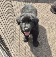 Jasper , a male Bernese Mountain Dog and Golden Retriever for sale in Telford, PA – 3 of 5