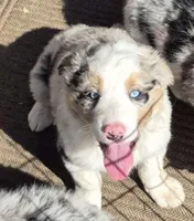 Boomer, a male Australian Shepherd for sale in Telford, PA – Photo 2 of 5